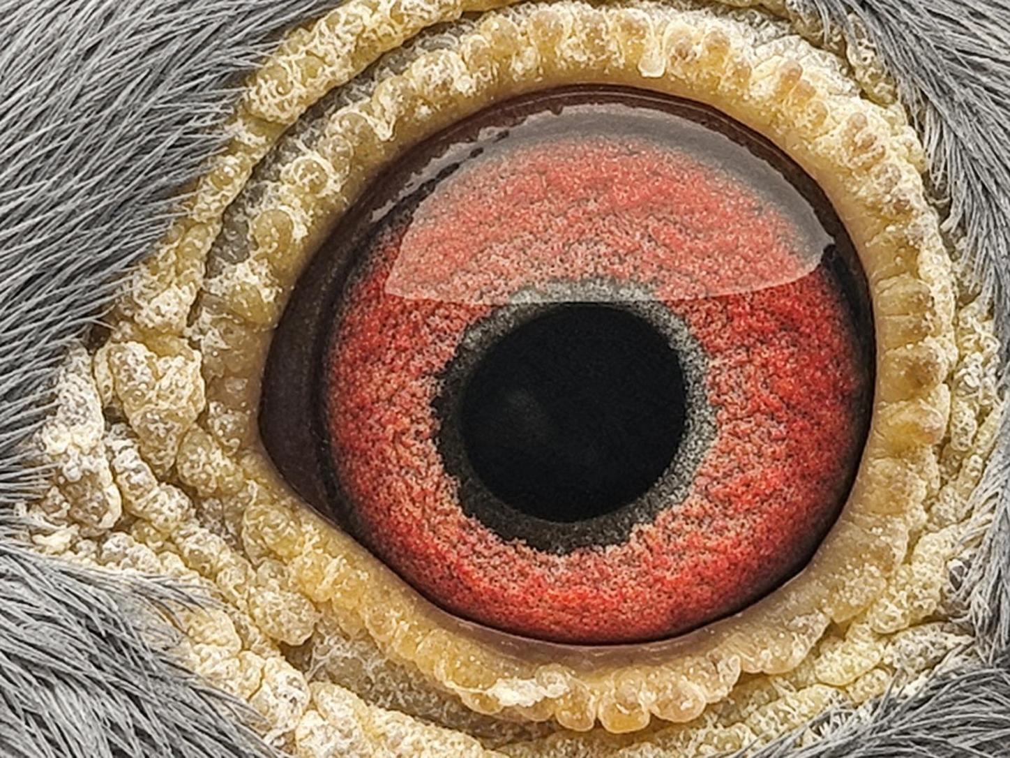 Pigeon eye
